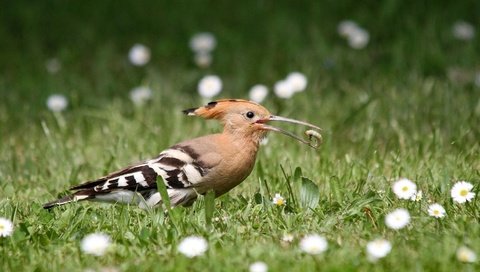 Обои цветы, трава, природа, птица, клюв, перья, удод, flowers, grass, nature, bird, beak, feathers, hoopoe разрешение 2048x1103 Загрузить