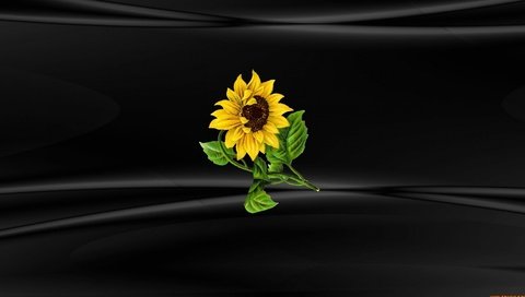 Обои цветок, подсолнух, черный фон, винда, windows 10, flower, sunflower, black background, windows разрешение 1920x1080 Загрузить