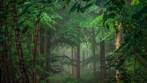 Обои деревья, природа, лес, тайга, германия, айфель, trees, nature, forest, taiga, germany разрешение 2880x1800 Загрузить