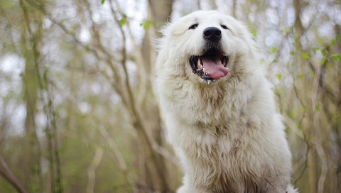 Обои морда, собака, язык, мареммо-абруццкая овчарка, face, dog, language, maremma-abruzzi shepherd разрешение 3840x2400 Загрузить