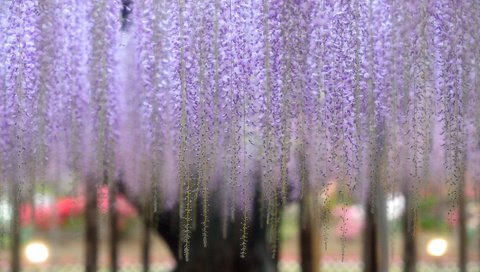 Обои цветы, цветение, растение, глициния, вистерия, n.kikuchi, flowers, flowering, plant, wisteria разрешение 1920x1200 Загрузить