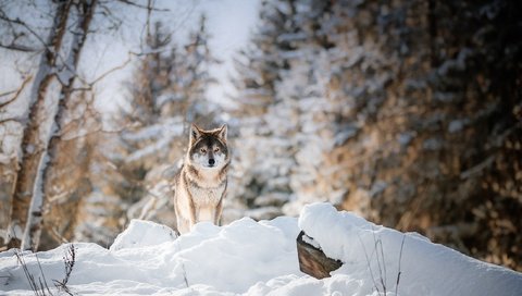 Обои снег, лес, зима, хищник, волк, snow, forest, winter, predator, wolf разрешение 2200x1261 Загрузить