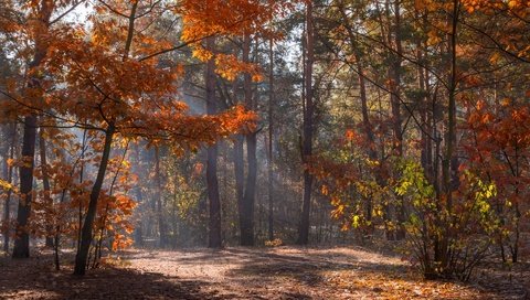 Обои деревья, солнце, природа, лучи, парк, осень, trees, the sun, nature, rays, park, autumn разрешение 1920x1280 Загрузить