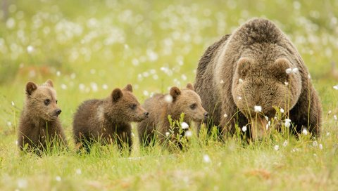 Обои трава, животные, медведь, луг, медвежата, бурые медведи, grass, animals, bear, meadow, bears, brown bears разрешение 2048x1099 Загрузить