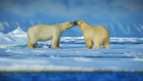 Обои снег, зима, животные, пара, медведи, белый медведь, snow, winter, animals, pair, bears, polar bear разрешение 6000x4000 Загрузить