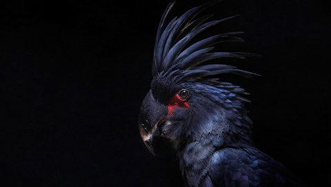 Обои птица, черный фон, перья, попугай, какаду, хохолок, bird, black background, feathers, parrot, cockatoo, crest разрешение 1920x1140 Загрузить