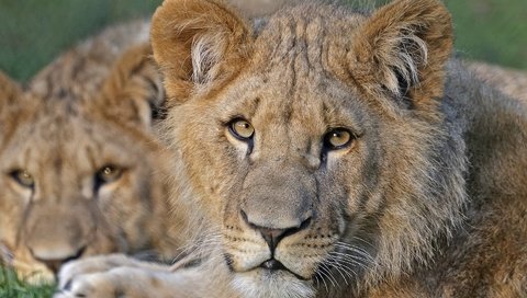 Обои хищник, большая кошка, львы, львята, predator, big cat, lions, the cubs разрешение 1920x1200 Загрузить