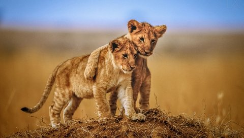 Обои львы, львята, детеныши, lions, the cubs, cubs разрешение 1920x1200 Загрузить