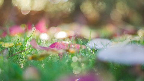 Обои трава, природа, листья, макро, роса, капли, осень, боке, grass, nature, leaves, macro, rosa, drops, autumn, bokeh разрешение 3840x2400 Загрузить