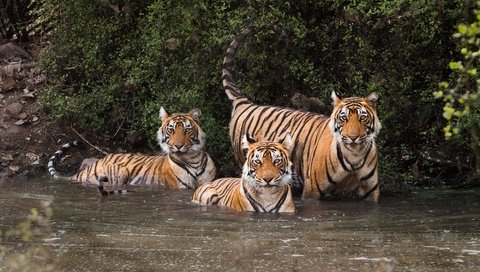 Обои вода, листья, кусты, хищники, тигры, андрей ведерников, water, leaves, the bushes, predators, tigers, andrei vedernikov разрешение 2000x1147 Загрузить