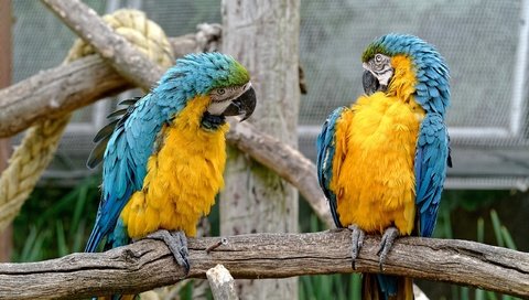 Обои птицы, пара, зоопарк, попугаи, birds, pair, zoo, parrots разрешение 2560x1922 Загрузить