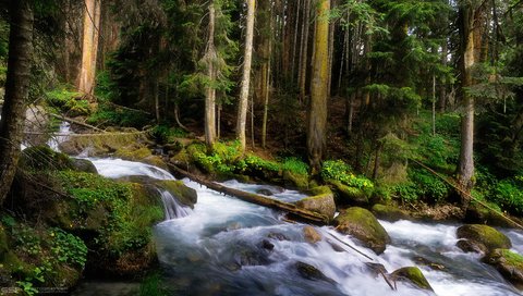 Обои деревья, лес, ручей, водопад, горная речка, trees, forest, stream, waterfall, mountain river разрешение 1920x1080 Загрузить