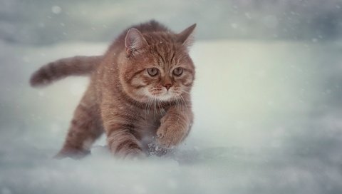 Обои снег, зима, кот, мордочка, усы, кошка, взгляд, бег, snow, winter, cat, muzzle, mustache, look, running разрешение 2048x1331 Загрузить