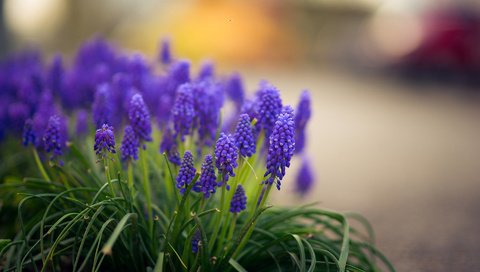 Обои цветы, трава, мускари, flowers, grass, muscari разрешение 1920x1200 Загрузить