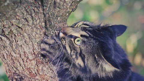 Обои глаза, дерево, фон, кот, усы, лето, кошка, взгляд, eyes, tree, background, cat, mustache, summer, look разрешение 2880x1800 Загрузить