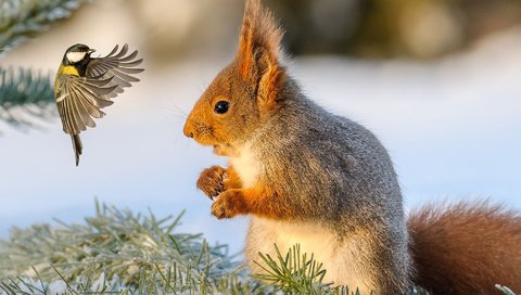 Обои снег, зима, птица, белка, синица, белочка, snow, winter, bird, protein, tit, squirrel разрешение 1920x1200 Загрузить