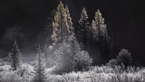 Обои деревья, природа, лес, туман, чёрно-белое, trees, nature, forest, fog, black and white разрешение 1920x1280 Загрузить