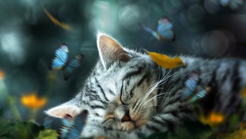 Обои арт, природа, сон, котенок, бабочки, животное, коллаж, art, nature, sleep, kitty, butterfly, animal, collage разрешение 3236x2000 Загрузить