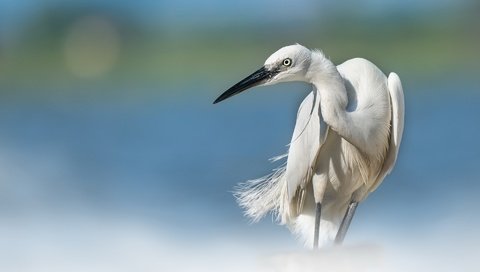 Обои птица, клюв, перья, цапля, белая цапля, bird, beak, feathers, heron, white egret разрешение 1920x1280 Загрузить