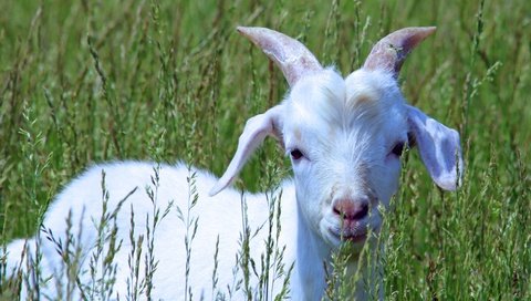 Обои трава, белый, коза, прогулка, детеныш, козленок, grass, white, goat, walk, cub разрешение 4007x2771 Загрузить