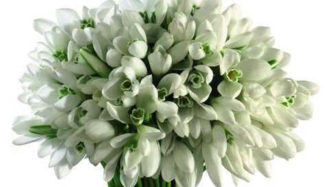 Обои цветы, весна, букет, белые, подснежники, flowers, spring, bouquet, white, snowdrops разрешение 3300x2400 Загрузить