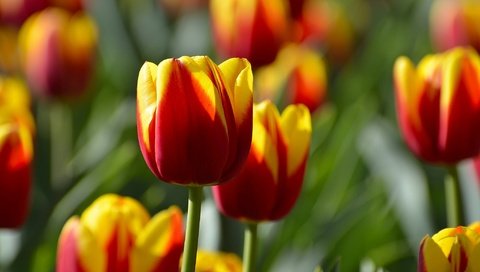 Обои цветы, бутоны, тюльпаны, flowers, buds, tulips разрешение 2048x1356 Загрузить