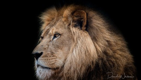 Обои хищник, большая кошка, черный фон, царь, лев, зверь, predator, big cat, black background, king, leo, beast разрешение 7378x4912 Загрузить