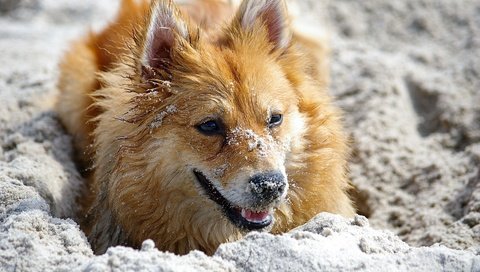 Обои цветы, песок, мордочка, взгляд, рыжая, cобака, flowers, sand, muzzle, look, red, dog разрешение 3008x2000 Загрузить