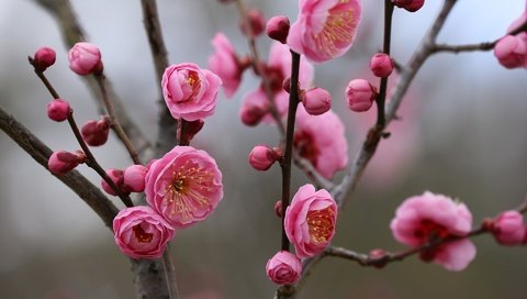 Обои цветы, природа, цветение, фон, ветки, весна, боке, слива, flowers, nature, flowering, background, branches, spring, bokeh, drain разрешение 1920x1200 Загрузить