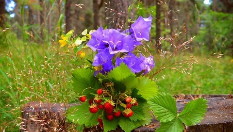 Обои цветы, трава, природа, ягоды, колокольчики, земляника, пенек, flowers, grass, nature, berries, bells, strawberries, stump разрешение 6016x3738 Загрузить