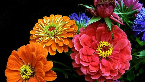 Обои цветы, лепестки, черный фон, букет, циния, цинии, flowers, petals, black background, bouquet, tsiniya, zinnia разрешение 1920x1440 Загрузить