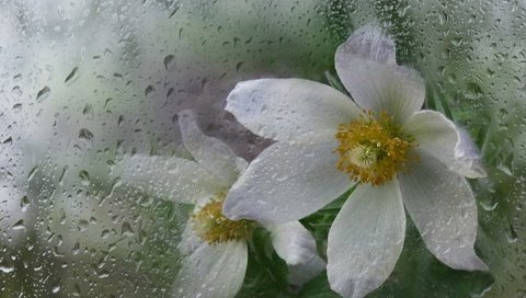 Обои цветы, макро, лепестки, белые, капли дождя, анемона, ветреница, flowers, macro, petals, white, raindrops, anemone разрешение 1920x1234 Загрузить