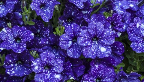 Обои цветы, красивые, фиолетовые, петунья, flowers, beautiful, purple, petunia разрешение 5616x3744 Загрузить