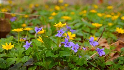 Обои цветы, весна, желтые, полевые цветы, фиолетовые, flowers, spring, yellow, wildflowers, purple разрешение 3004x1894 Загрузить