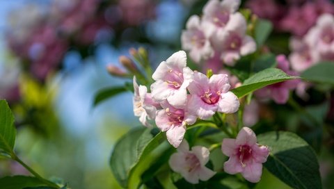 Обои цветы, ветка, листья, лепестки, боке, вейгела, flowers, branch, leaves, petals, bokeh разрешение 2048x1365 Загрузить