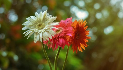 Обои цветы, природа, красный, белый, оранжевый, гербера,  цветы, flowers, nature, red, white, orange, gerbera разрешение 2048x1356 Загрузить