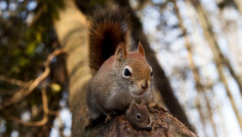 Обои дерево, животное, белка, зверек, белочка, грызун, бельчонок, tree, animal, protein, squirrel, rodent разрешение 2048x1365 Загрузить