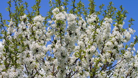 Обои небо, дерево, цветение, ветки, весна, белые цветы, the sky, tree, flowering, branches, spring, white flowers разрешение 3840x2160 Загрузить