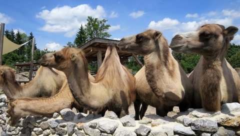 Обои группа, животные, верблюд, верблюды, group, animals, camel, camels разрешение 1923x1506 Загрузить