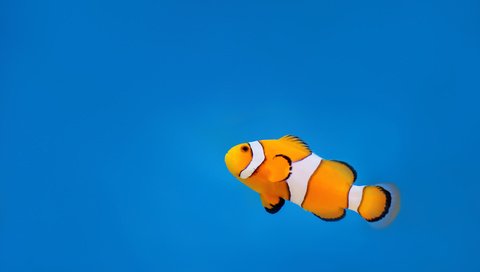 Обои вода, океан, клоун, рыба, подводный мир, рыба-клоун, water, the ocean, clown, fish, underwater world, clown fish разрешение 2560x1600 Загрузить