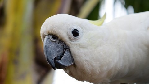 Обои взгляд, птица, клюв, попугай, какаду, look, bird, beak, parrot, cockatoo разрешение 4496x3000 Загрузить