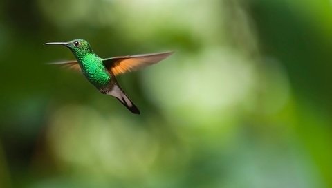 Обои полет, крылья, размытость, птица, клюв, перья, колибри, flight, wings, blur, bird, beak, feathers, hummingbird разрешение 2818x1959 Загрузить