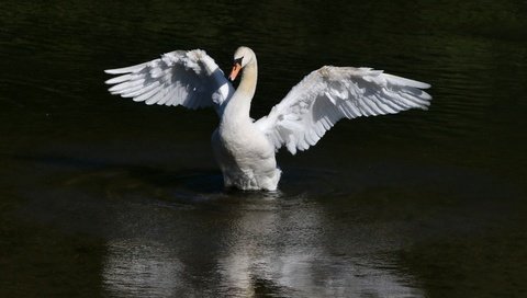 Обои вода, крылья, птица, клюв, перья, лебедь, water, wings, bird, beak, feathers, swan разрешение 3401x2669 Загрузить