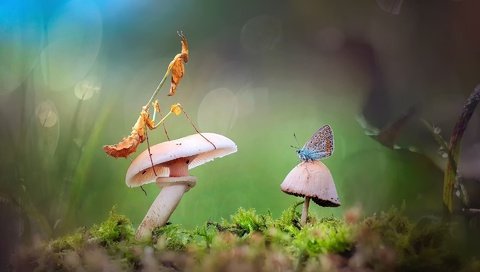 Обои лес, бабочка, гриб, богомол, forest, butterfly, mushroom, mantis разрешение 1920x1200 Загрузить