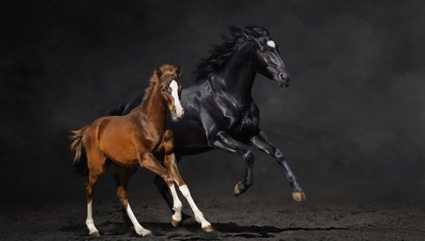 Обои лошадь, фон, лошади, кони, пыль, бег, жеребенок, horse, background, horses, dust, running, foal разрешение 3840x2160 Загрузить