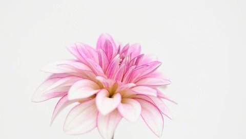 Обои макро, лепестки, белый фон, георгин, macro, petals, white background, dahlia разрешение 2048x1351 Загрузить