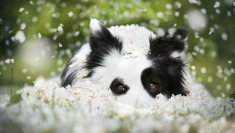 Обои морда, цветы, взгляд, собака, боке, бордер-колли, face, flowers, look, dog, bokeh, the border collie разрешение 2048x1226 Загрузить