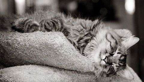 Обои морда, усы, шерсть, лапы, кошка, чёрно-белое, сон, face, mustache, wool, paws, cat, black and white, sleep разрешение 2639x1867 Загрузить