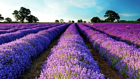 Обои небо, природа, поле, лаванда,  цветы, the sky, nature, field, lavender, flowers разрешение 2560x1700 Загрузить