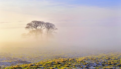 Обои небо, природа, утро, туман,     дерево, the sky, nature, morning, fog, tree разрешение 2560x1600 Загрузить